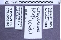 Etikette zu Crepicardus klugi (NHMW-ZOO-COL-0008198)